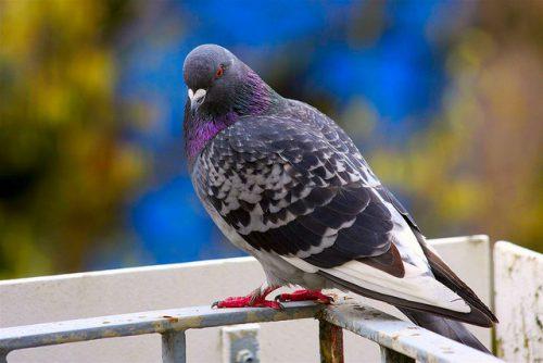 Защита от голубей. Как прогнать голубей с балкона: полезные советы