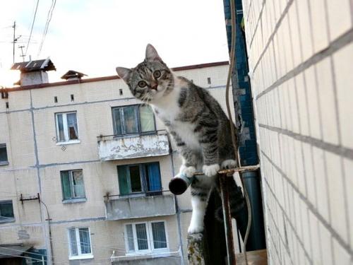 Как бороться с голубями во дворе. Метод отпугивания