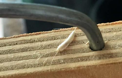 Белые жучки в ванной. Насекомые в ванной: фото и названия 05