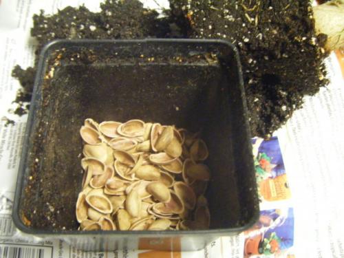 Поделки из скорлупы фисташек. Декор для дома своими руками 33