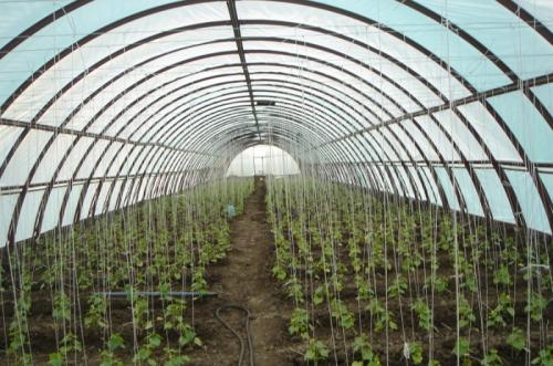 Размеры промышленных теплиц. Отличия промышленных теплиц