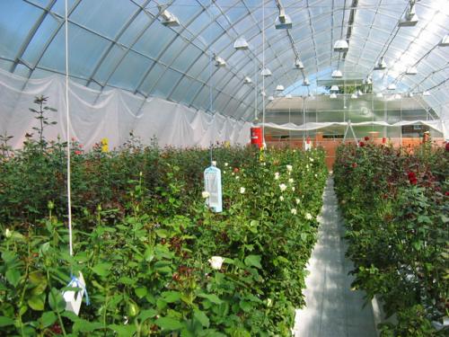 Размеры промышленных теплиц. Отличия промышленных теплиц