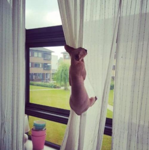 Eсли у ваc eсть кот) 02