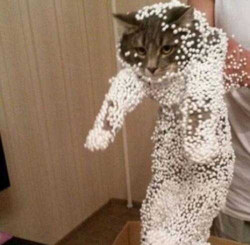 Eсли у ваc eсть кот) 07