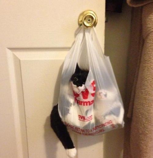 Eсли у ваc eсть кот) 01