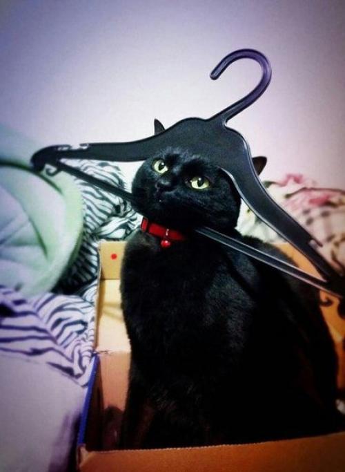 Eсли у ваc eсть кот) 04