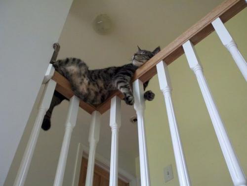 Eсли у ваc eсть кот) 03