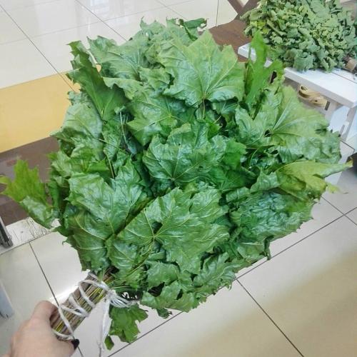 Клен для бани. Способы применения и принципы изготовления кленовых веников для бани