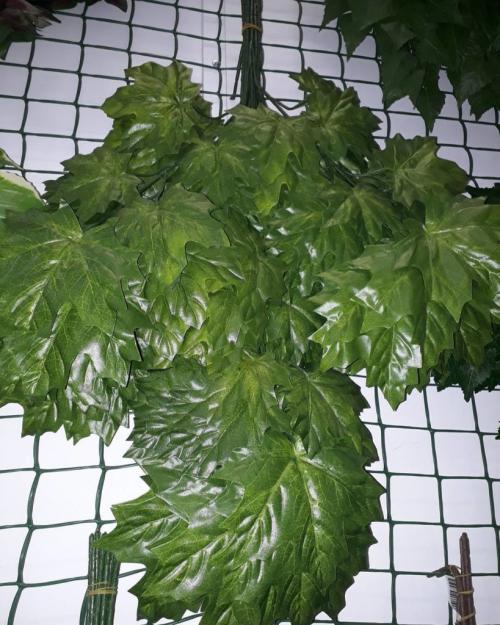 Клен для бани. Способы применения и принципы изготовления кленовых веников для бани