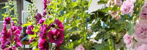 Какие цветы посадить в августе, чтобы цвели осенью. 14 Какие цветы посадить в августе, чтобы цвели осенью. 14