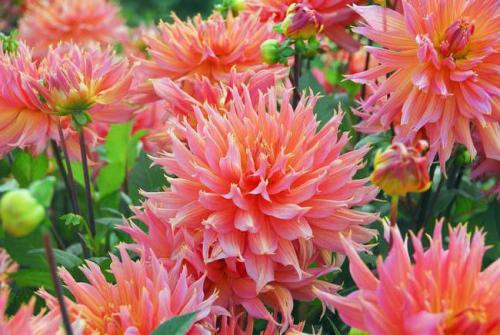 Многолетники в августе. Многолетние цветы в августе