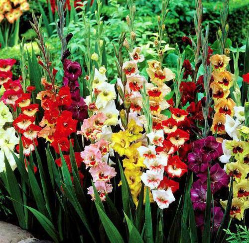 Многолетники в августе. Многолетние цветы в августе