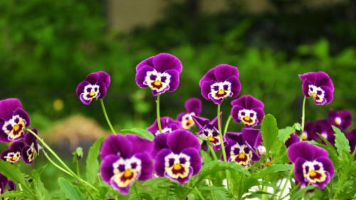 Какие цветы можно посадить в августе