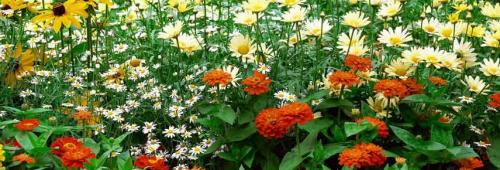 Какие цветы посадить в августе, чтобы цвели осенью. 12 Какие цветы посадить в августе, чтобы цвели осенью. 12