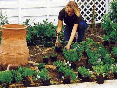 Какие цветы можно посадить в августе