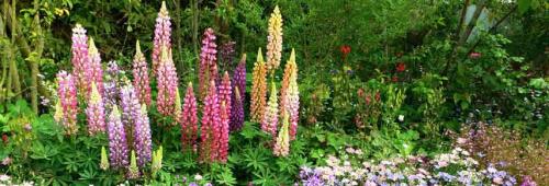 Какие цветы посадить в августе, чтобы цвели осенью. 13 Какие цветы посадить в августе, чтобы цвели осенью. 13