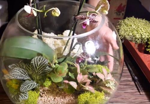 Композиции из орхидей в горшках. Как сделать композицию из орхидей