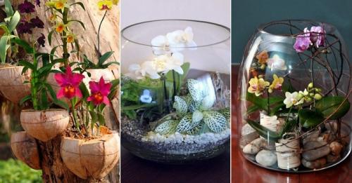 Композиции из орхидей в горшках. Как сделать композицию из орхидей