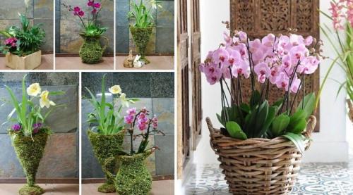 Композиции из орхидей в горшках. Как сделать композицию из орхидей