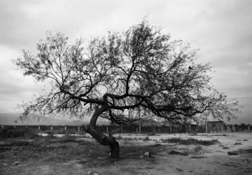 Интерьер дерево на стене. Изобразите дерево своими руками