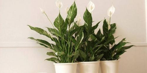 Красивые цветы для дома в горшках. Самые красивые цветущие комнатные цветы фото и названия 13