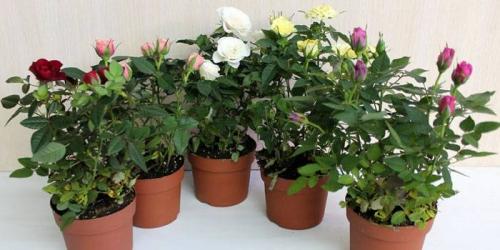 Красивые цветы для дома в горшках. Самые красивые цветущие комнатные цветы фото и названия 14