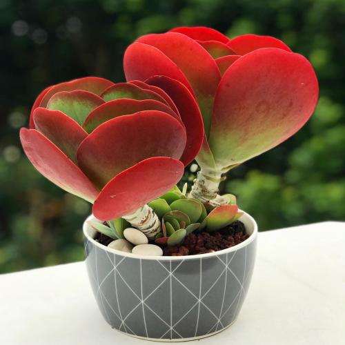 Красивые цветы для дома в горшках. Самые красивые цветущие комнатные цветы фото и названия