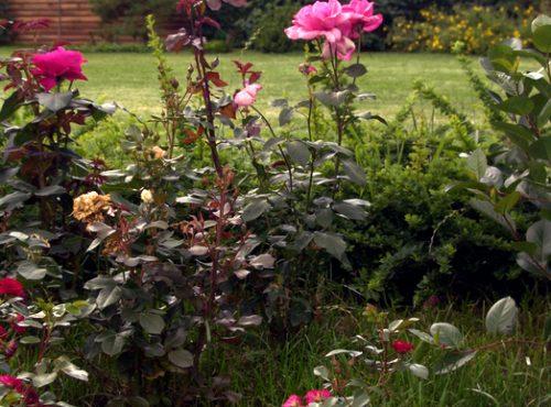 Оксана хлебородова розарий. Делаем розарий