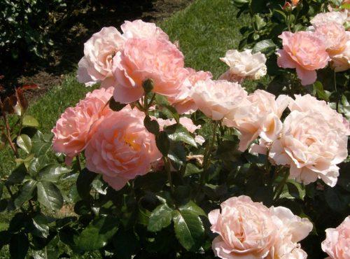 Оксана хлебородова розарий. Делаем розарий