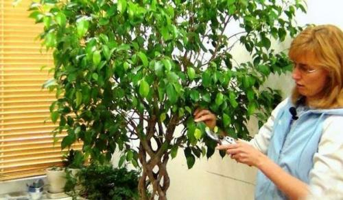 Как выходить фикус Бенджамина. Особенности ухода