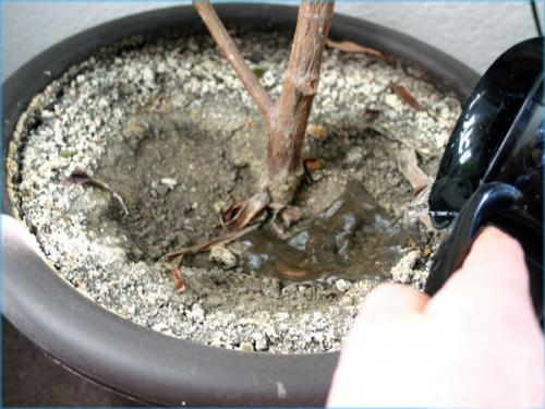 Как выходить фикус Бенджамина. Особенности ухода