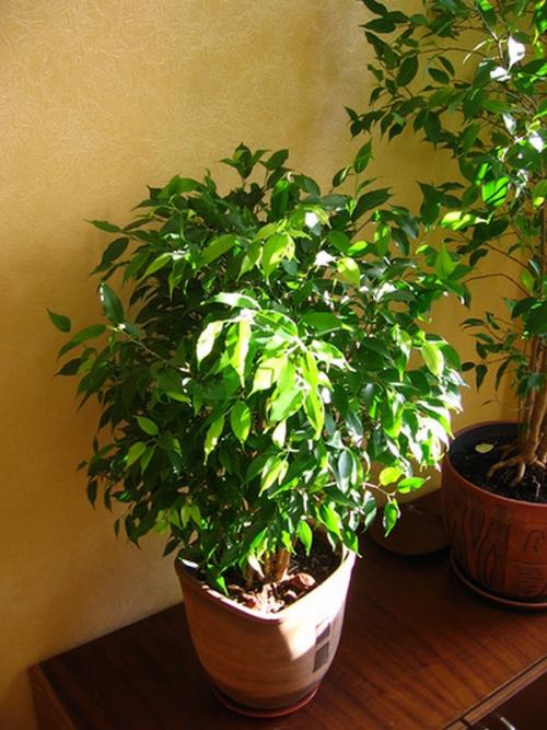 Как выходить фикус Бенджамина. Особенности ухода