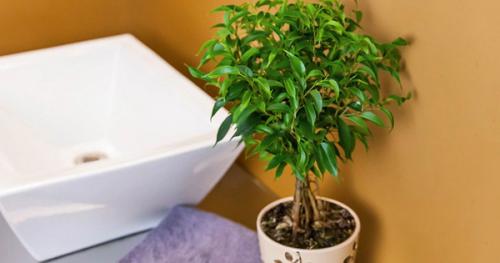 Как выходить фикус Бенджамина. Особенности ухода