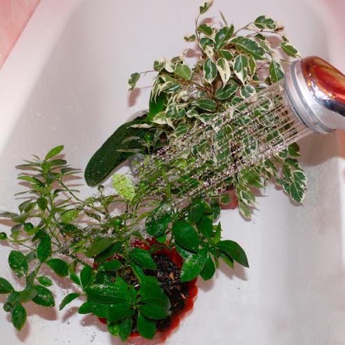 Как выходить фикус Бенджамина. Особенности ухода