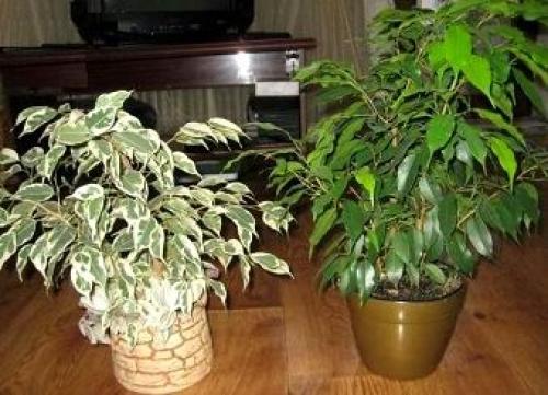 Фикус Бенджамина в интерьере. Фикус Бенджамина – идеальное растение для любого интерьера 12