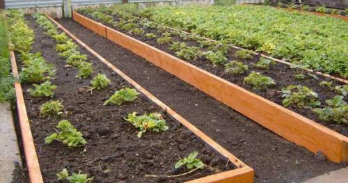 Как обустроить грядки на огороде. Как сделать грядку на даче своими руками с подходящим размером 04 Как обустроить грядки на огороде. Как сделать грядку на даче своими руками с подходящим размером 04