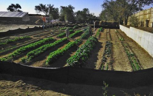 Как обустроить грядки на огороде. Как сделать грядку на даче своими руками с подходящим размером