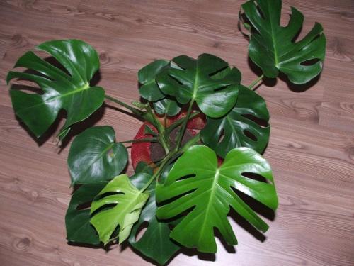 Комнатные растения приносящие несчастье. 8 растений, которые по поверьям могут принести несчастья в дом
