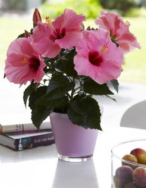 Комнатные цветы приносящие одиночество. 10 комнатных растений, притягивающих любовь и благополучие в семье