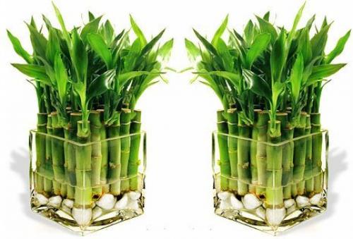 Цветы приносящие удачу и деньги. Топ-5 денежных цветков