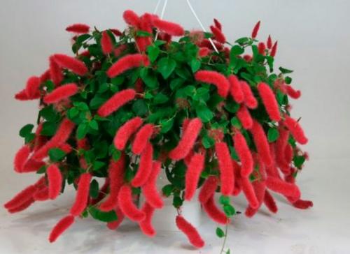 Растения приносящие беду. Комнатные растения приносящие удачу