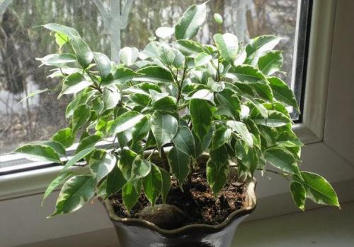 Цветы приносящие удачу и деньги. Топ-5 денежных цветков