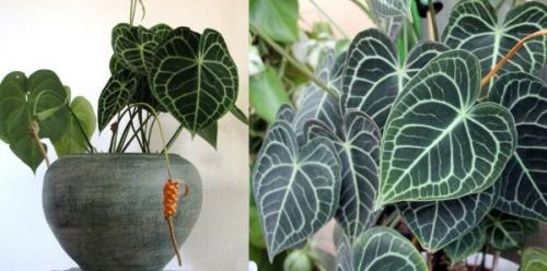 Цветок мужское счастье виды. Антуриум – цветок мужское счастье