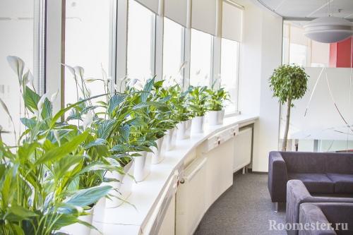 Какие цветы поставить в зале. Куда поставить цветы в квартире: советы