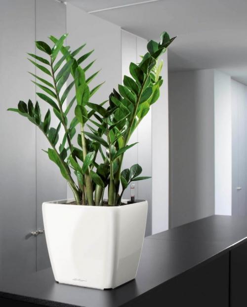 Цветы приносящие удачу и деньги. Топ-5 денежных цветков