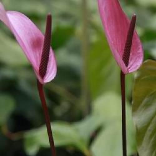 Цветы в горшках мужские. Мужской цветок антуриум, как ухаживать