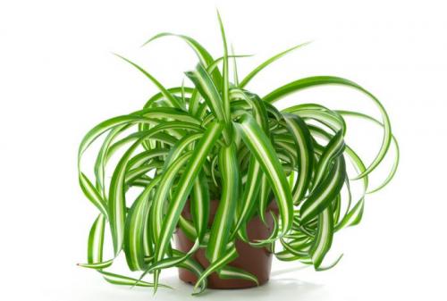 Растения приносящие беду. Комнатные растения приносящие удачу