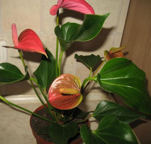 Цветок мужское счастье виды. Антуриум – цветок мужское счастье