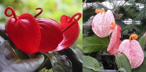 Цветок мужское счастье виды. Антуриум – цветок мужское счастье