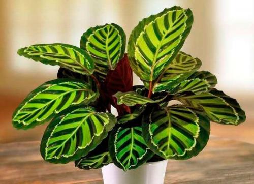 Растения приносящие беду. Комнатные растения приносящие удачу